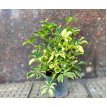 Aralia Schefflera Trinette 3LT