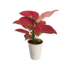 Aglaonema Red Joy