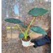 Alocasia Regal Shield
