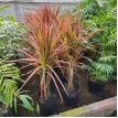 Dracena Marginata Tricolor 5LT (Ramificada)