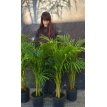 Palmera Areca 5lts
