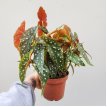 Begonia maculata