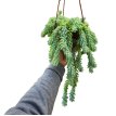 Sedum bols 15