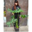 Philodendron Wambe 10LT