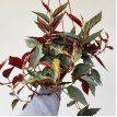 Begonia Roja Bols 18