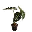 alocasia amazonica