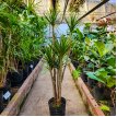 Dracena Marginata 10LT (Ramificada)