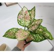 Aglaonema tricolor m13