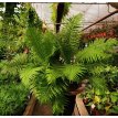 Blechnum Silver Lady 10LT