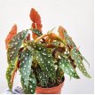 Begonia maculata