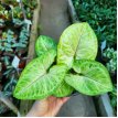 Syngonium Mango