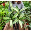 Spathiphyllum Sensacion Blanco M15