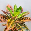 Croton petra m15