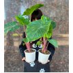 Alocasia Imperial Red