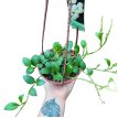 Hoya Krohniana