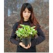 Pothus Joy M12