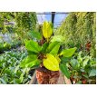 Philodendron Imperial Gold M17