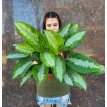 Aglaonema Pattaya M18