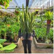 Sansevieria Laurentii 8LT