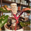 Tutor para planta  encastrable 3d
