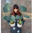 Alocasia Regal Shield