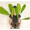 Palmera licuala m15