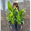Spathiphyllum M15