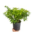 Duranta 3LT