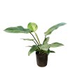 Philodendron Imperial Green 3LT